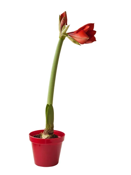 Red Hippeastrum bloem — Stockfoto