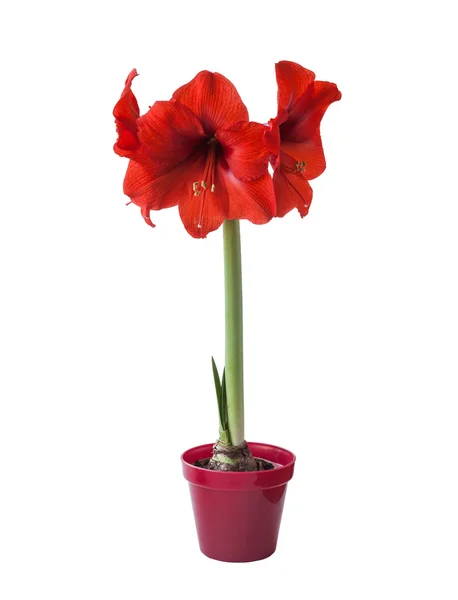 Red Hippeastrum flower — Stock Photo, Image