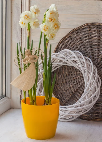 White daffodils with angel — Stock Photo, Image