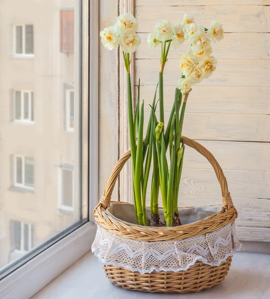 White daffodils in basket — Stock Photo, Image