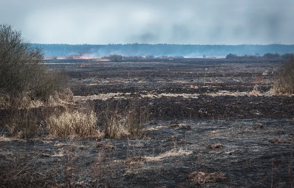 Våren torr äng — Stockfoto