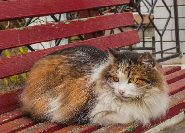 Trikolorní kočka na lavičce — Stock fotografie
