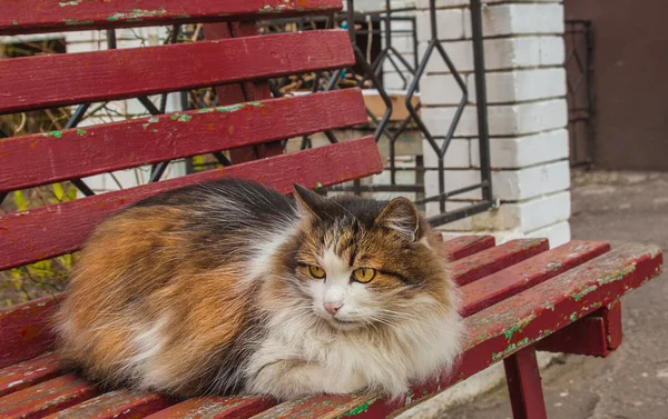 トリコロールのベンチ上の猫 — ストック写真