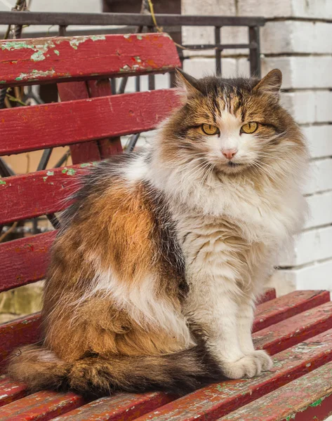 Tricolor cat on bench — Stock Photo, Image