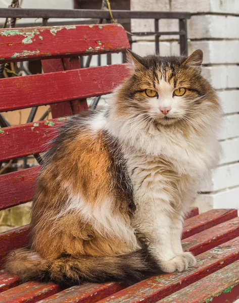 Driekleurige kat op Bank — Stockfoto