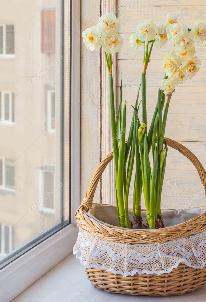 White daffodils in basket — Stock Photo © olesia 69604265