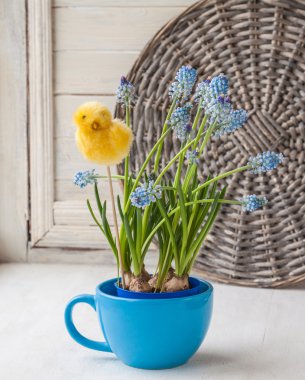 Dekoratif sticker tavuk ile mavi muscari