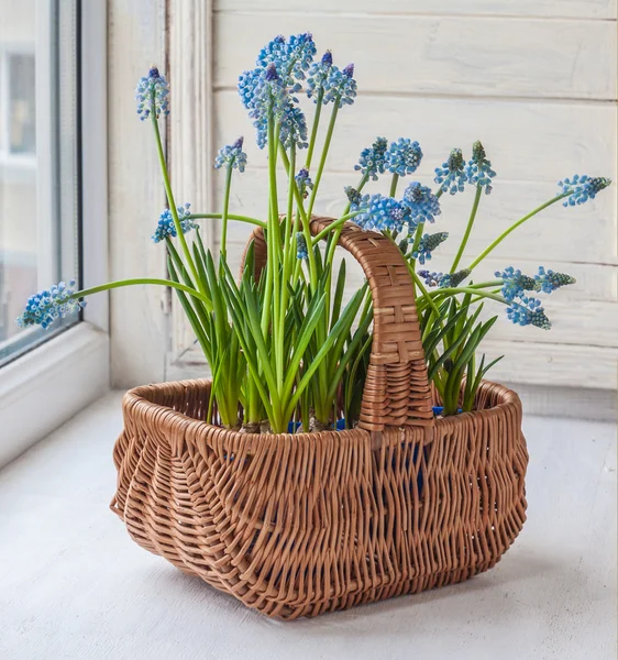 Cultivation muscari in pot — Stock Photo, Image