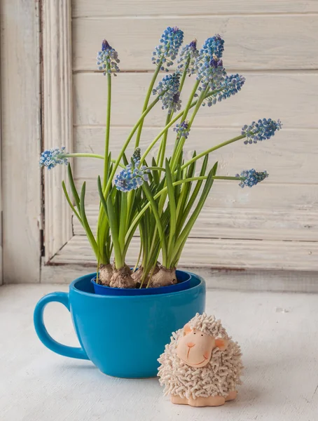 Cordero de muscari y juguete azul — Foto de Stock