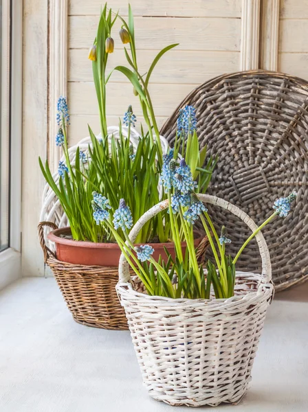 Cultivation muscari and fritillaria in pots — Stock Photo, Image