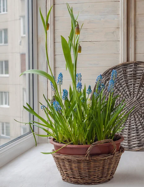 Cultivo muscari y fritillaria en maceta — Foto de Stock