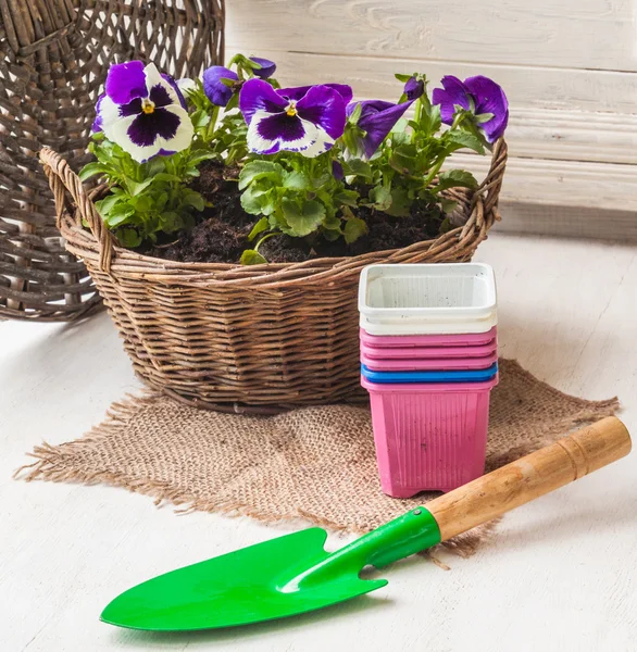 White and blue Pansy Seedlings in a basket — Stock Photo, Image