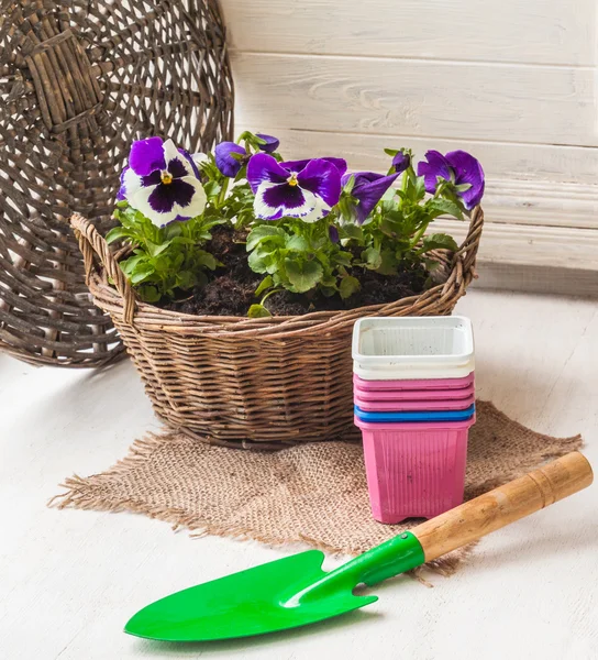 White and blue Pansy Seedlings in a basket — Stock Photo, Image