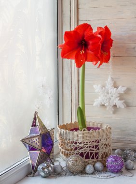 Kırmızı Hippeastrum çiçek ve bir pencere üstünde toys