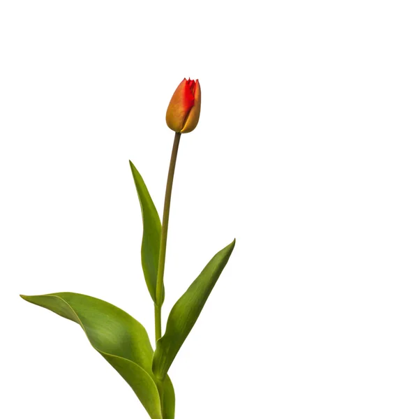 Szép piros tulipán — Stock Fotó
