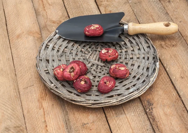 Gladiolus flower bulbs and spade — Stock Photo, Image