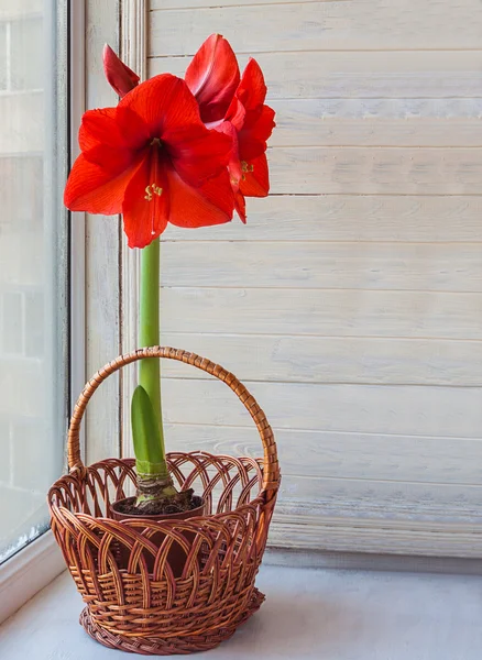 Hippeastrum rosso in cestino — Foto Stock