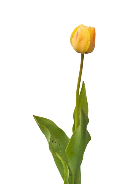 Yellow tulip on a white background — Stock Photo, Image