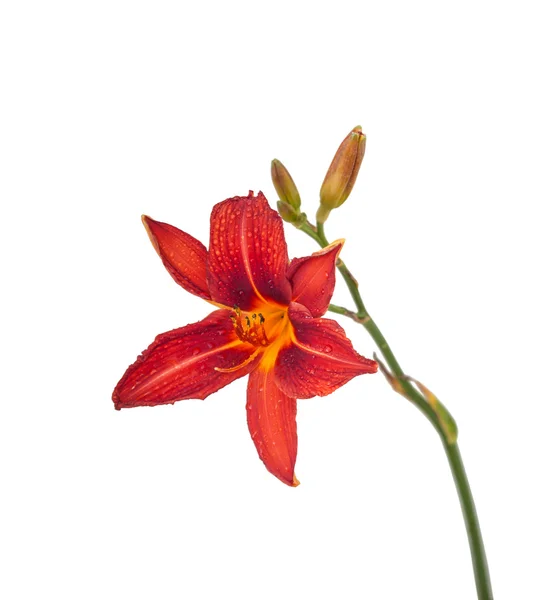 Roja cabeza de la flor del lirio de día — Foto de Stock