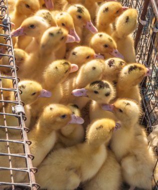 Bir tel kafes üzerinde yerli kaz yavrusu