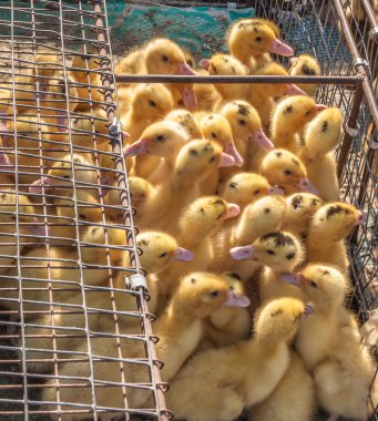 Bir tel kafes üzerinde yerli kaz yavrusu