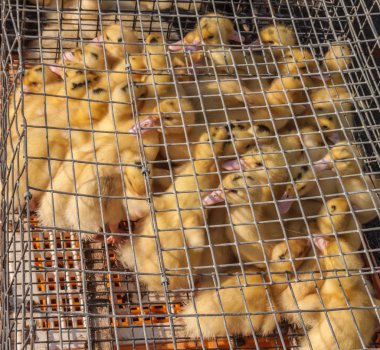 Bir tel kafes üzerinde yerli kaz yavrusu