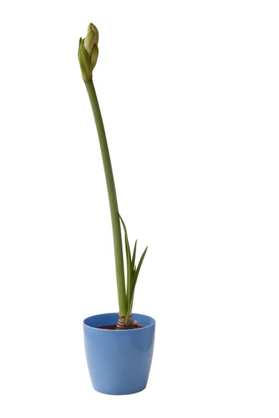 Hippeastrum in flower pot — Stock Photo, Image