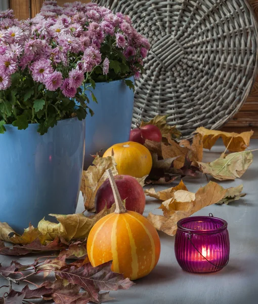 Kürbis und Chrysantheme Blumen — Stockfoto