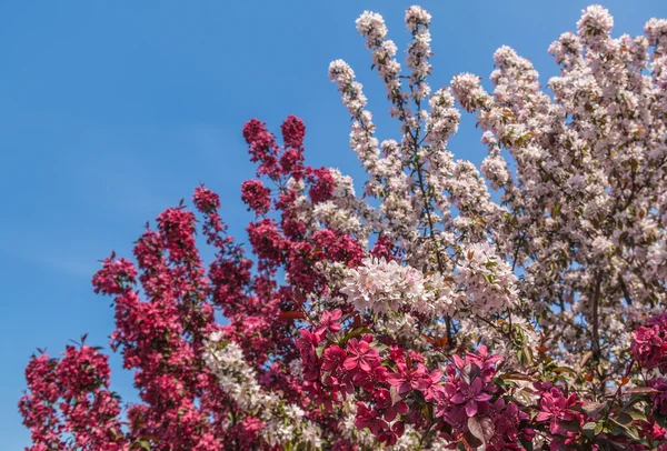春咲きの枝 — ストック写真
