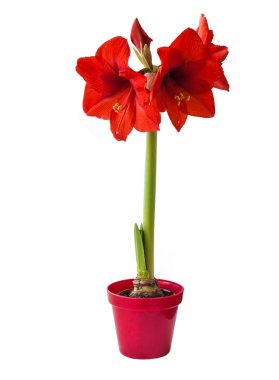 Kırmızı Hippeastrum çiçek