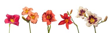 daylily çiçek çiçekler