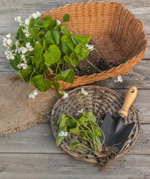 Altviool odorata bloemen — Stockfoto