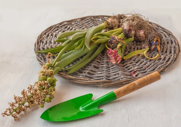 Hyacinth blommor lökar — Stockfoto