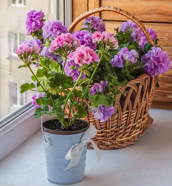 ペチュニアとゼラニウムの花 — ストック写真