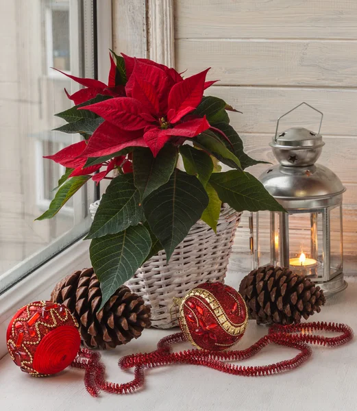 Roter Weihnachtsstern auf dem Fenster — Stockfoto