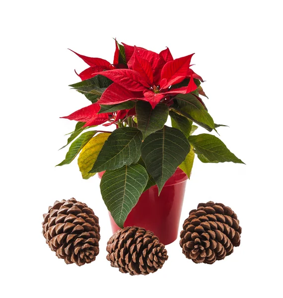 Red poinsettia and pine cones — Stock Photo, Image