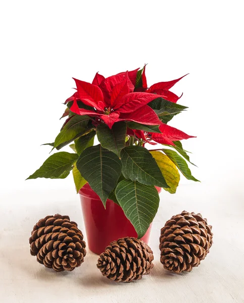 Red poinsettia and pine cones — Stock Photo, Image