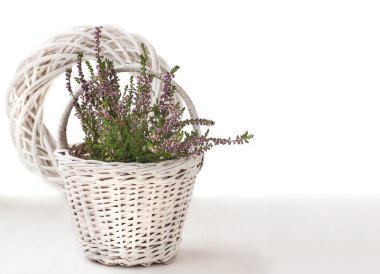 Heather izole beyaz zemin üzerinde bir sepet içinde