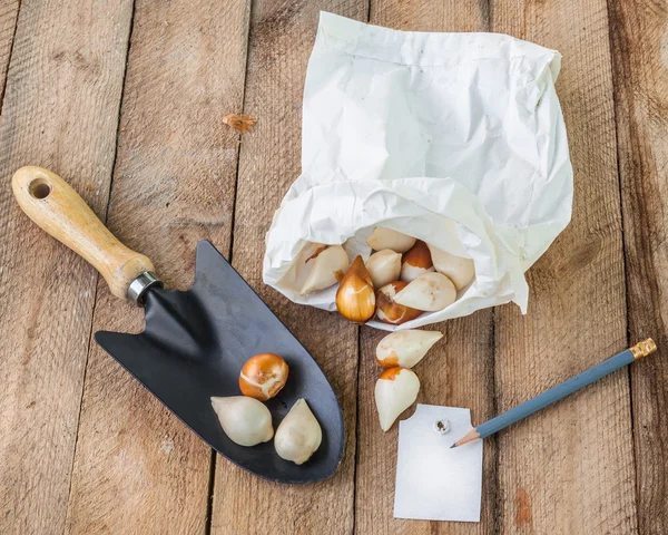 Tulip bulbs in a paper bag — Stock Photo, Image