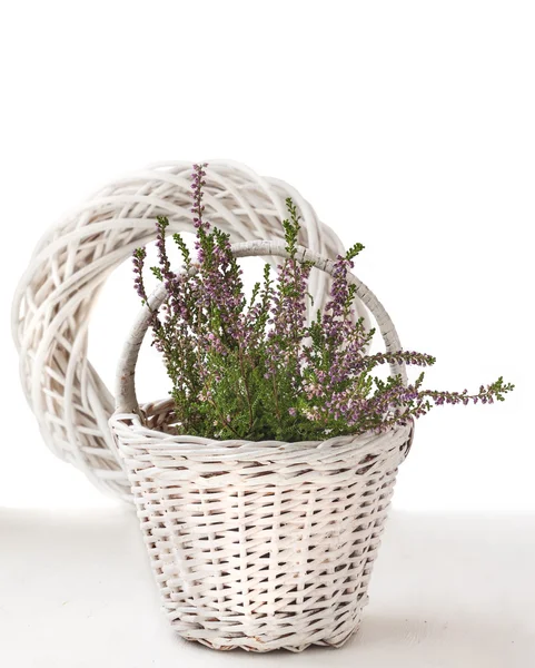 Composition with heather in a basket — Stock Photo, Image
