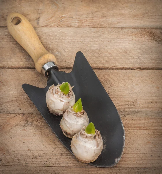 Três bulbos de jacinto — Fotografia de Stock