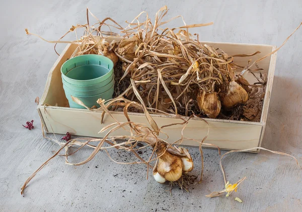 Narcissus bollen na de bloei — Stockfoto