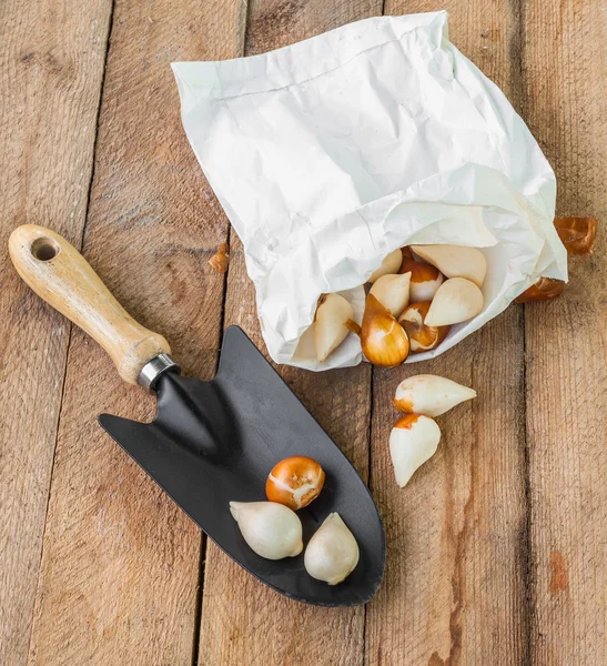 Tulip bulbs in a paper bag — Stock Photo, Image