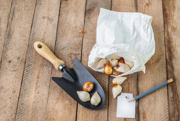 Tulpenbollen in een papieren zak — Stockfoto