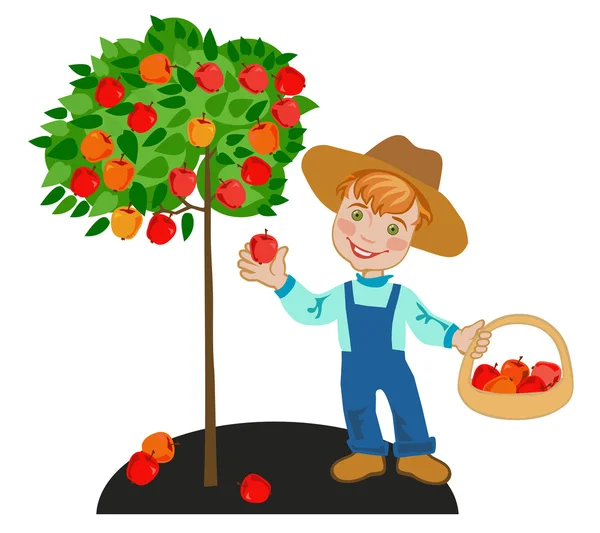 Jardinero recoge manzanas rojas — Vector de stock