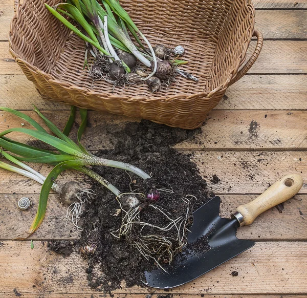 Hyazinthen-Blumen ausgegraben — Stockfoto