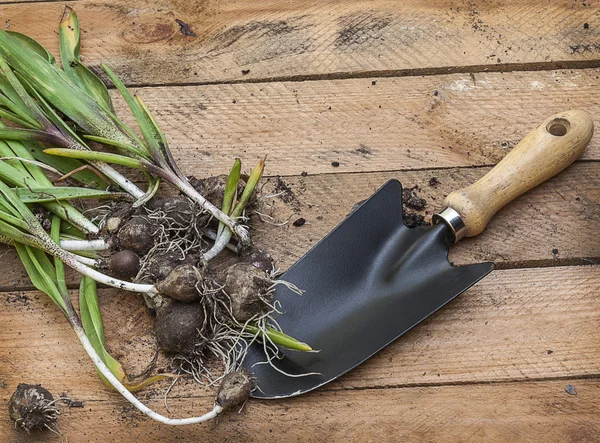 Hyazinthen-Blumen ausgegraben — Stockfoto