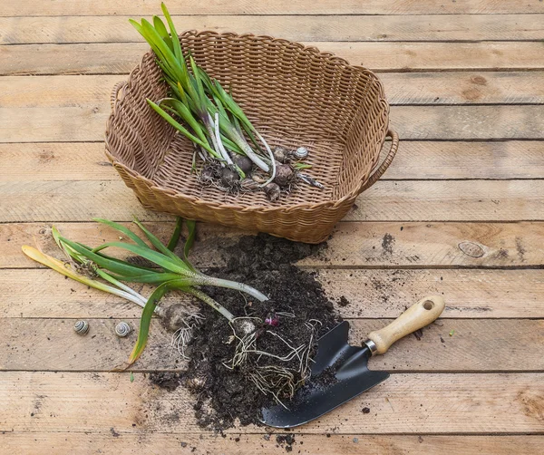 Hyazinthen-Blumen ausgegraben — Stockfoto