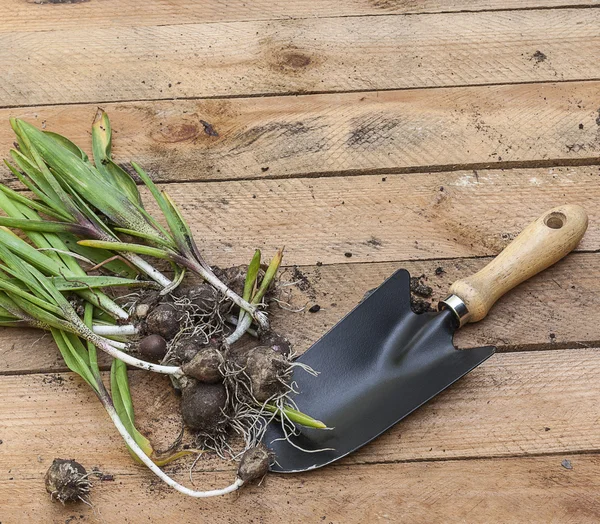 Uitgegraven hyacinten bloemen — Stockfoto