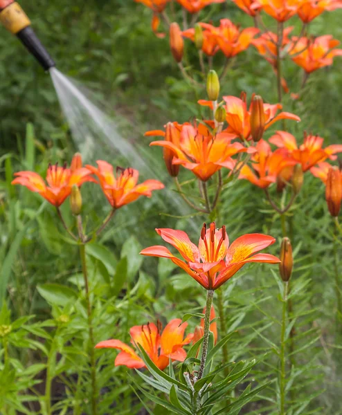 Watering  lily species dahuricum —  Fotos de Stock